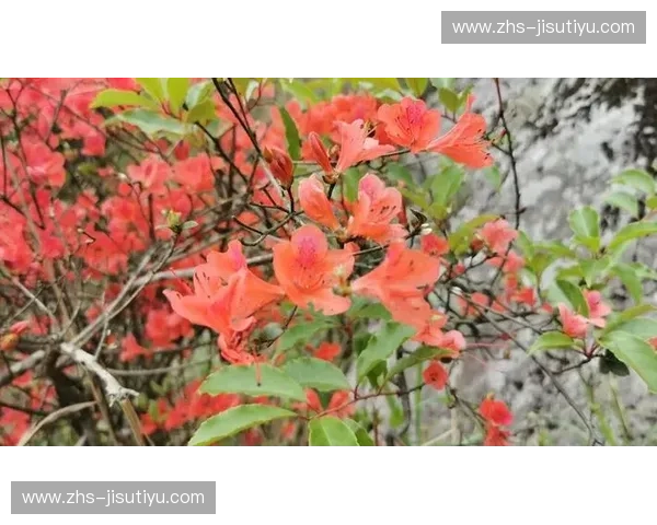 开云体育对阵页：一页掌控全景赛事体验的秘密武器